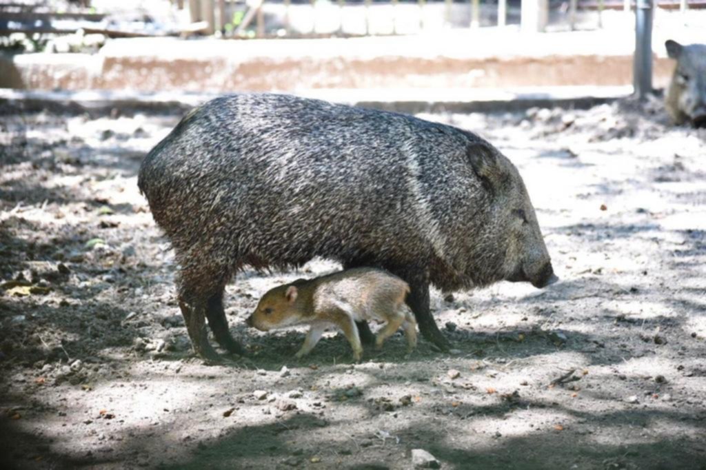 Se agranda la familia del Bioparque: nació un pecarí de collar