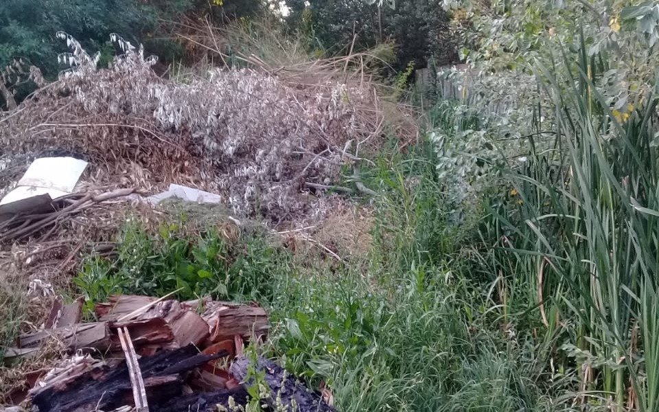 Basura, ramas y ratas: un combo problemático en 178 entre 42 y 43