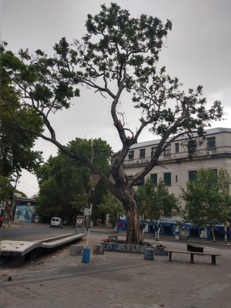 En plena agonía, buscan definir el futuro del jacarandá de 8 y 61