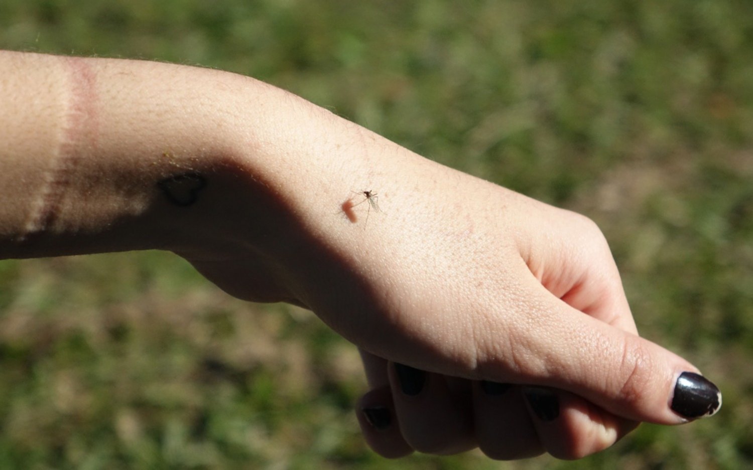 Vecinos advierten por una invasión de mosquitos en el Casco Urbano