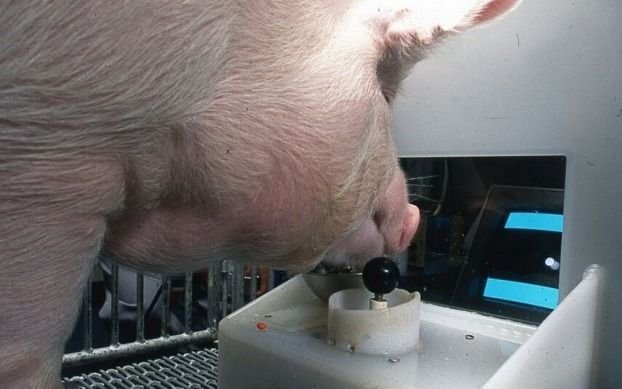 Cerdos demuestran su inteligencia aprendiendo a jugar videojuegos usando joystick con sus hocicos