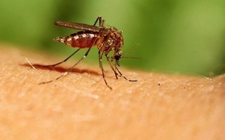La Plata: "Las lluvias recientes ocasionaron esta invasión de mosquitos"
