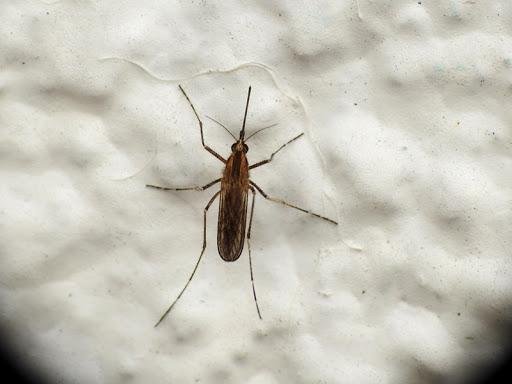 Lluvias y vientos ocasionaron la proliferación de mosquitos