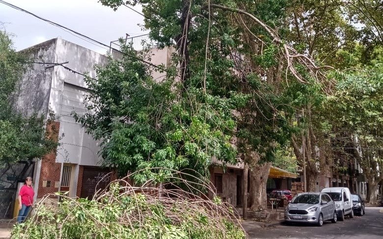 Dos grandes ramas a punto de caerse en 14 y 63: "Están así hace 48 horas"