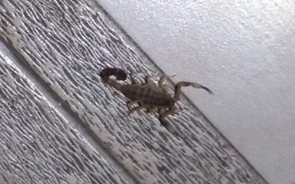 En Gambier no paran de aparecer alacranes: "Estoy cansada de hacer reclamos"