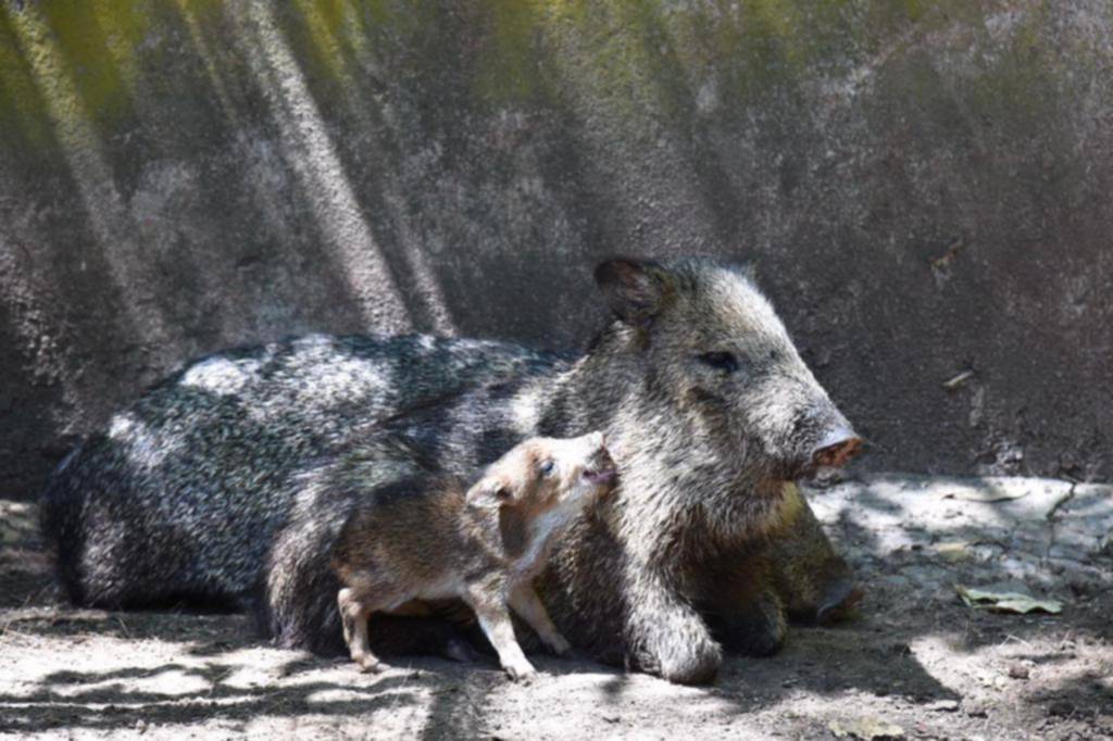 El Bioparque, sin plazos para la reapertura, nuevos ambientes y traslados frenados por el COVID