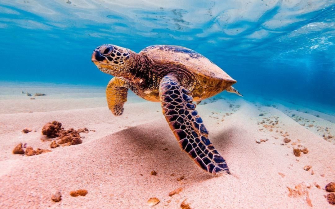 Rescatan 2.500 tortugas marinas aturdidas por la ola polar en Texas