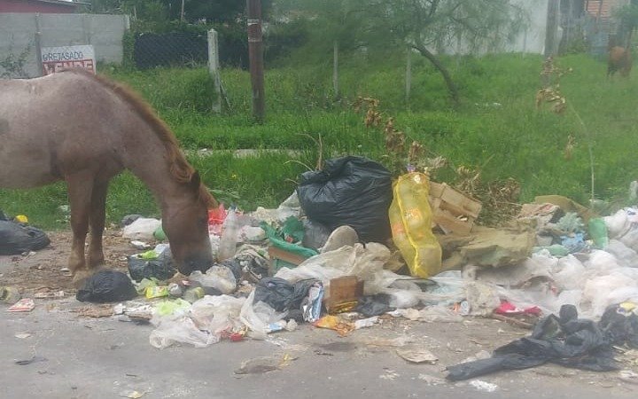 Basurales a cielo abierto en distintos puntos de la Ciudad: mal olores y roedores