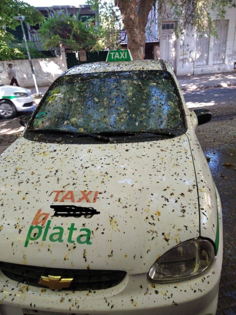 El ruido y el olor de los estorninos no dejan vivir a los vecinos de Plaza España