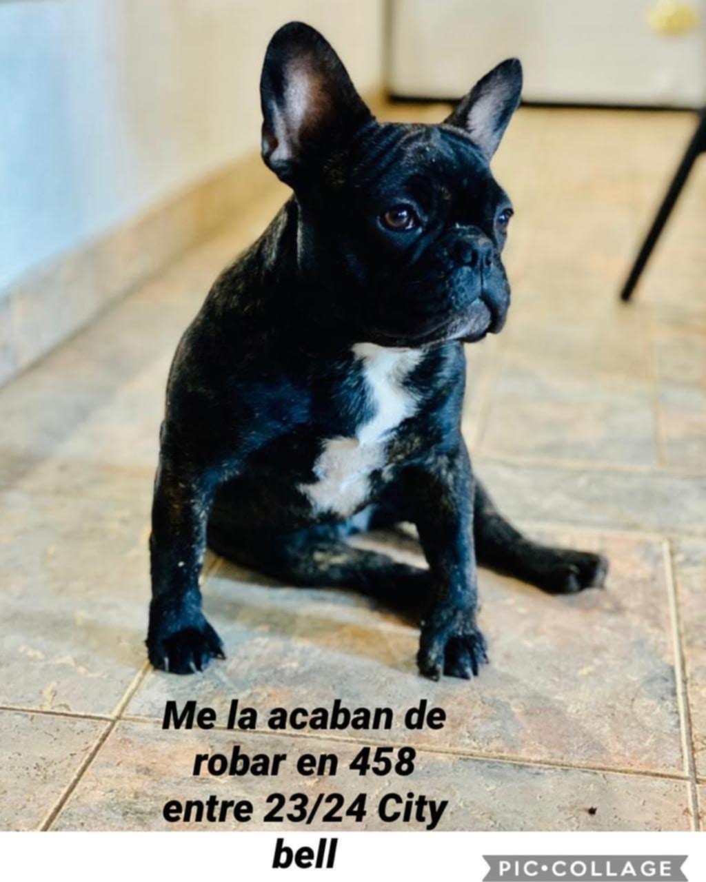 Saquearon su casa y pide que le devuelvan a su perra