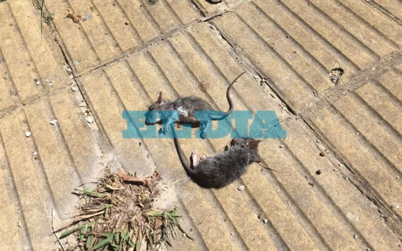 Siguen las denuncias por basurales a cielo abierto: en 21 y 38 conviven con roedores hace 10 días
