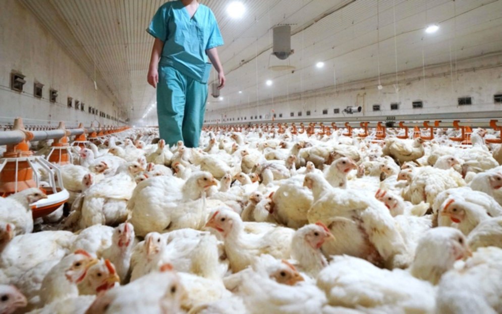 Rusia detectó primer caso de transmisión de cepa H5N8 de gripe aviar a seres humanos