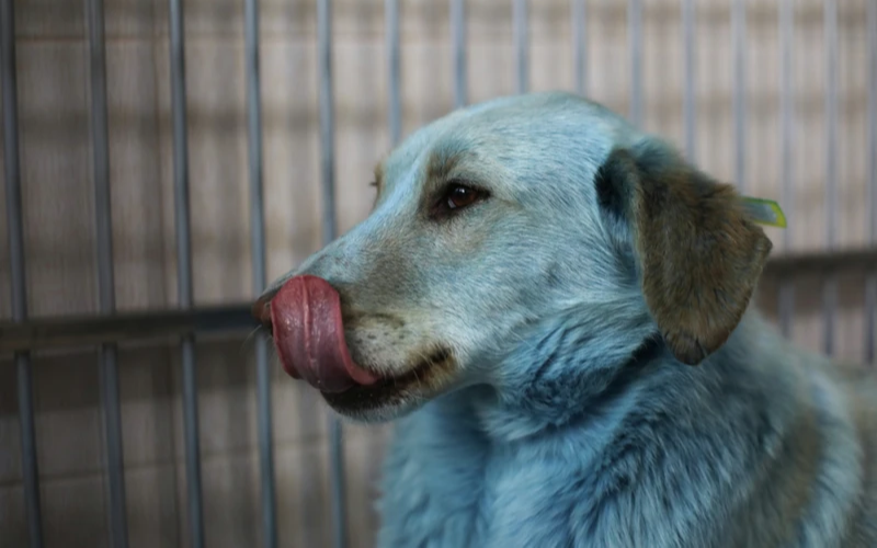 Aparecieron perros azules cerca de un planta química abandonada de Rusia