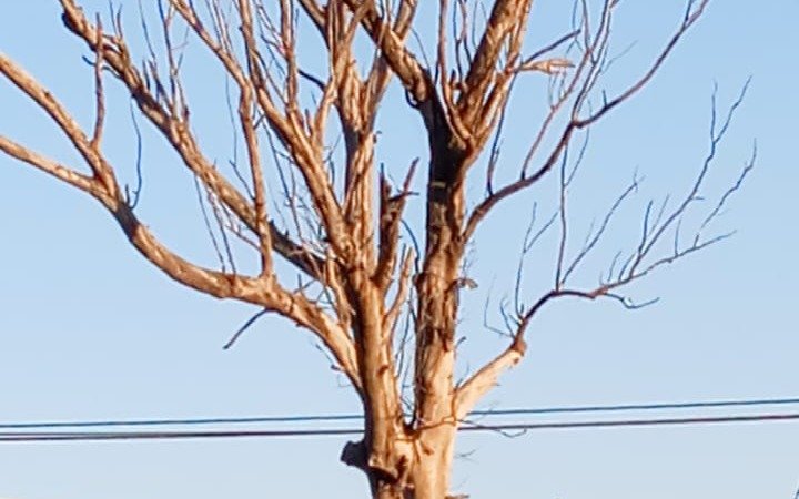 En boulevard 84 y 69, hace tres años reclaman por un árbol seco