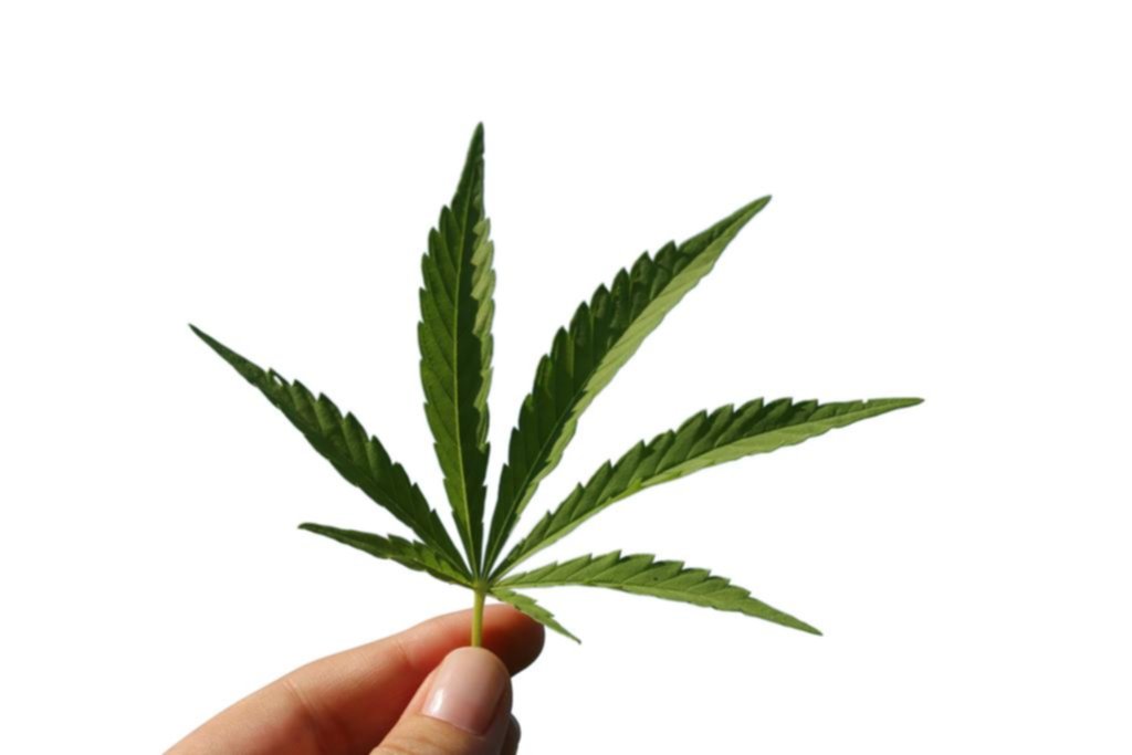 Avanzan con un proyecto para producir cannabis medicinal en la Provincia