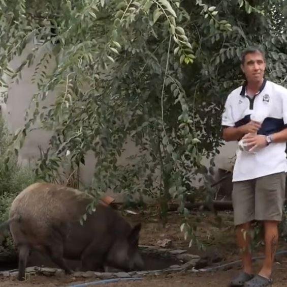 El jabalí “platense” es furor: de la Costa a Rusia