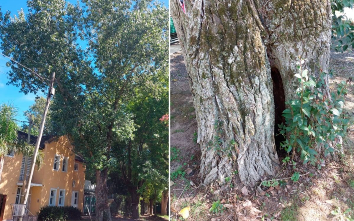 Un árbol con una altura de más de 20 metros y raíces podridas causa preocupación en Gonnet