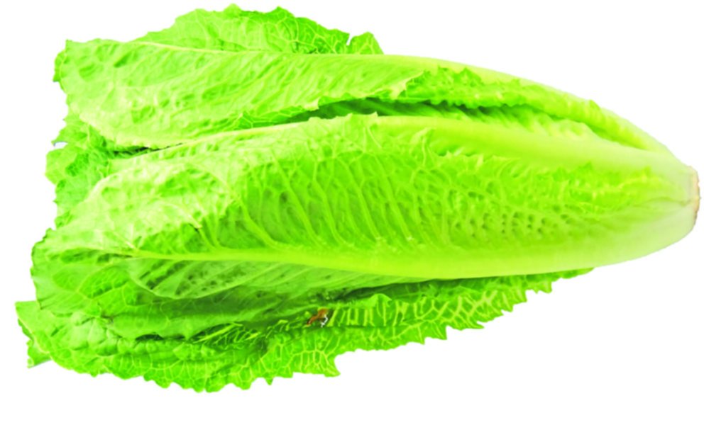 La lechuga a precio dólar