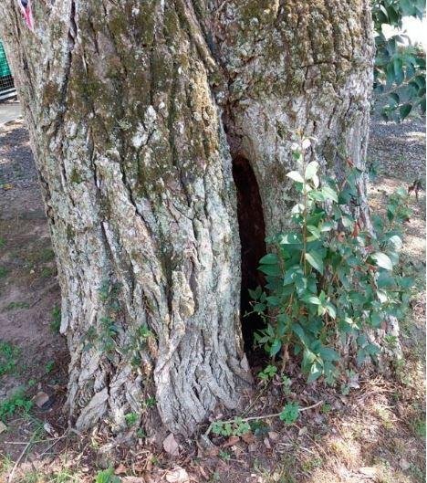 Preocupación en Gonnet por un árbol con la raíz podrida