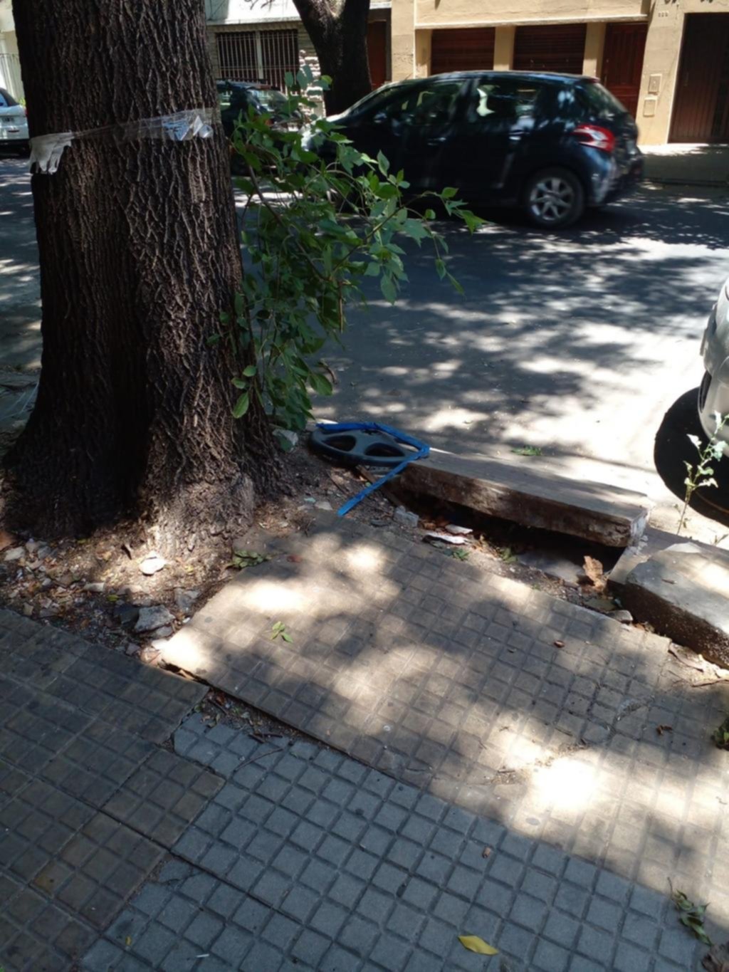 Queja por las raíces de un árbol en 10 entre 42 y 43
