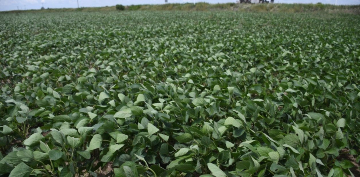 El precio de la soja sube más de US$10 y se ubica en lo más alto tras casi 9 meses