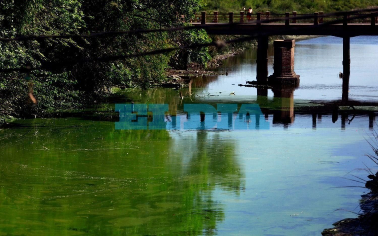 Alerta amarillo por la presencia de cianobacterias en Ensenada y Berisso