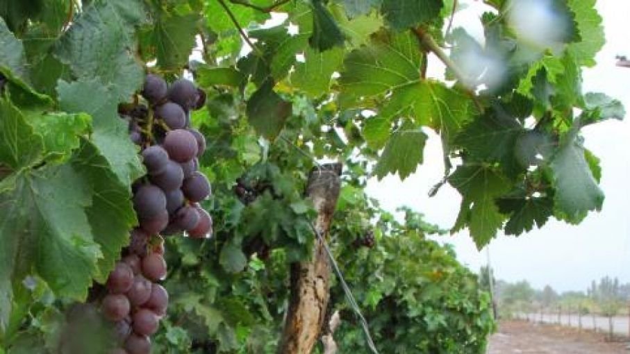 La Pampa se organiza para tener su vendimia y ADN vitivinícola