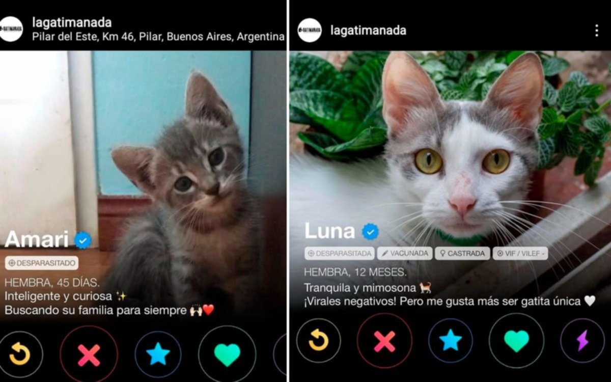 Furor por el Tinder con fotos de gatitos que buscan una adopción responsable