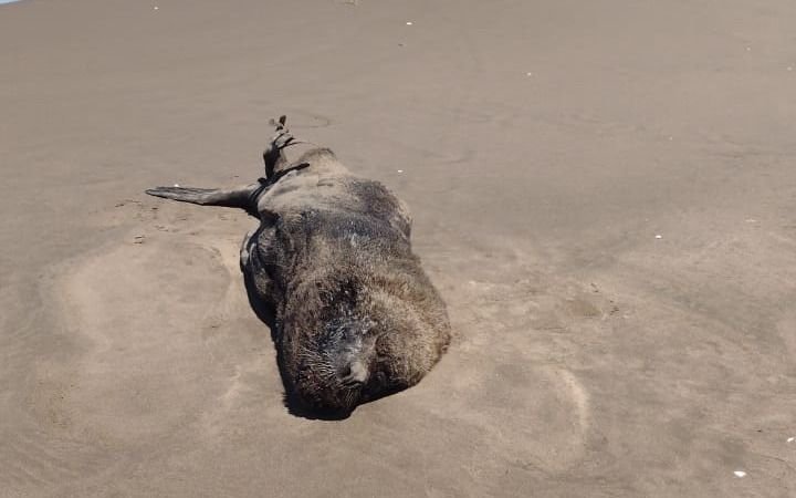 Hallan un lobo marino lastimado en las playas de Reta, Tres Arroyos: qué pasará con él