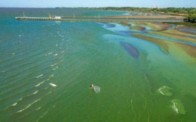 Las cianobacterias avanzan hacia el interior y alerta roja llegó a la laguna de Junín