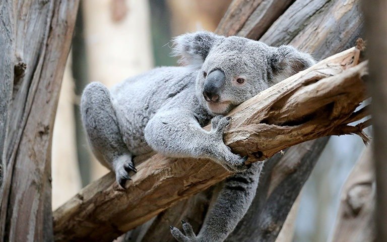 Los Koalas siguen sufriendo: peligro de extinción en dos estados de Australia
