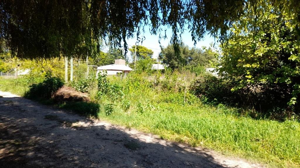 Advierten por la proliferación de ratas en un terreno baldío