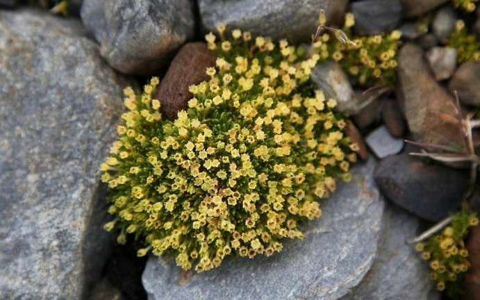 Están creciendo flores en la Antártida: El cambio climático provoca sorprendentes y preocupantes novedades  
