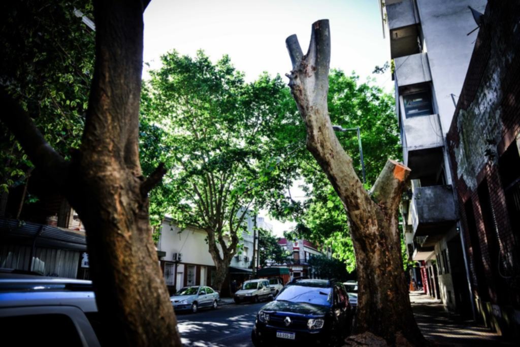 Ecologistas preocupados por el patrimonio forestal