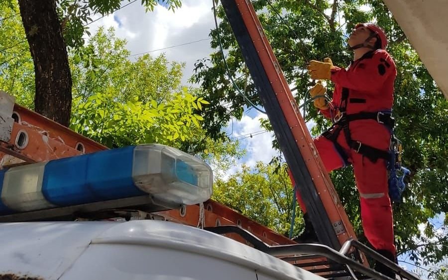 Policías rescataron a un gatito que estuvo doce horas atrapado en un árbol
