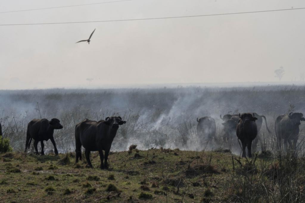 Fuego y pérdidas: un fuerte impacto para los productores