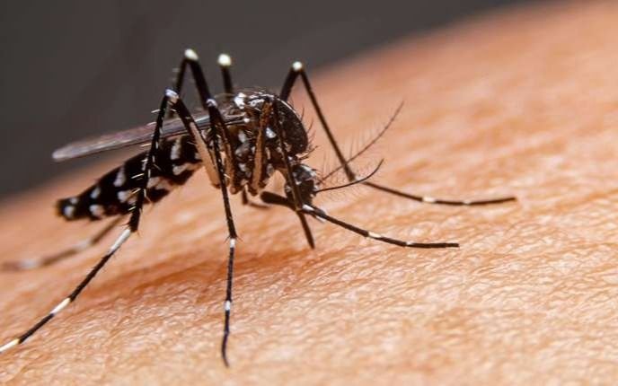 Dengue: se confirma el primer caso importado en San Luis