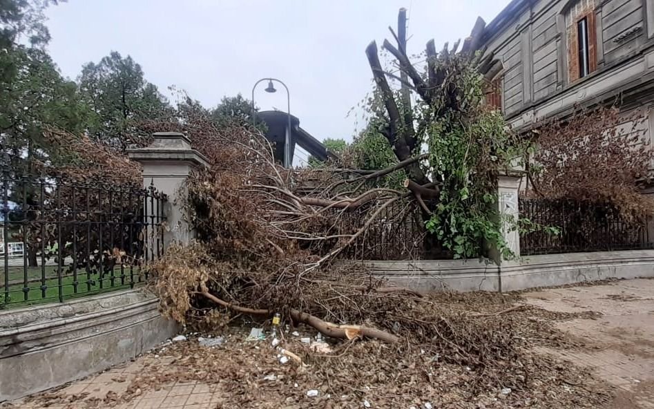 Destrozaron un árbol en la Vieja Estación, dejaron los restos ahí y los vecinos no pueden cruzar