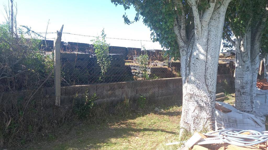 Invasión de alacranes al lado de una sede de IDANI