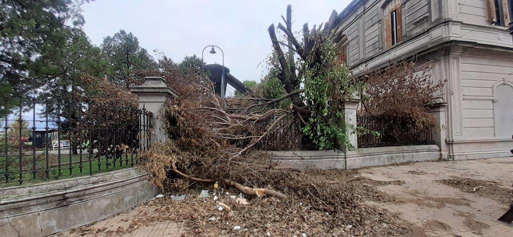 Trastornos por la tala de un árbol en Meridiano V