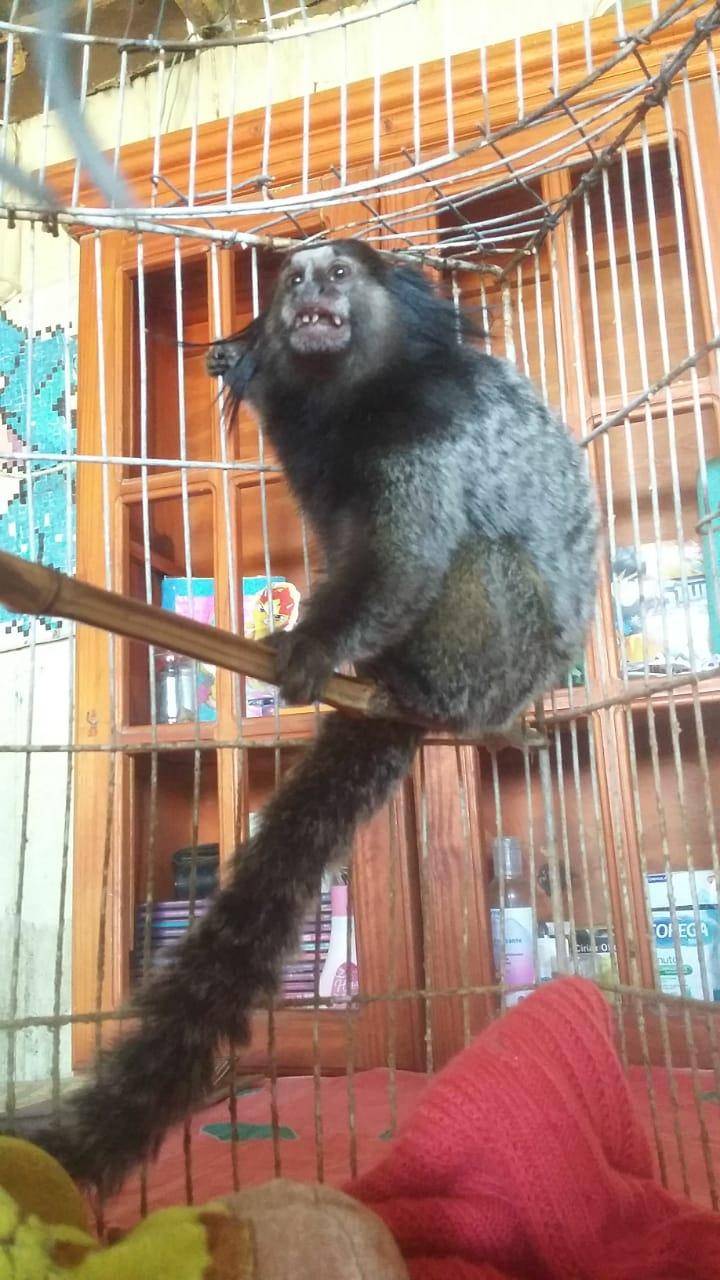 Robaron tres monos del Bioparque y uno apareció