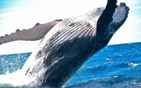 Las ballenas jorobadas ya no son consideradas una especia en peligro de extinción