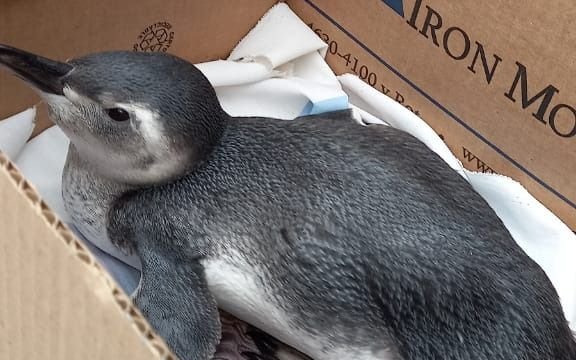 Desconcierto por la aparición de un pingüino en Berisso