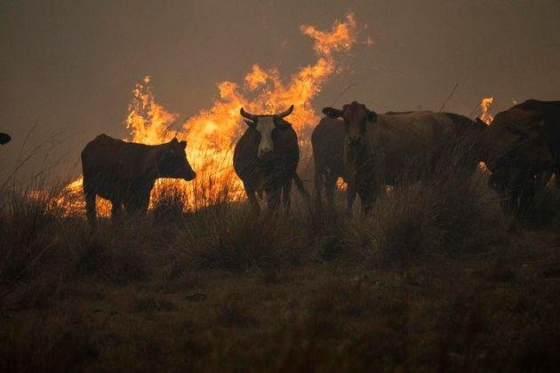 Incendios y sequías: consideran que la ganadería podría tardar hasta cuatro años en recuperarse