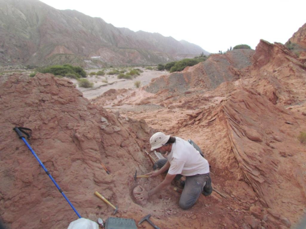 Encuentran los restos de un dinosaurio carnívoro en Salta