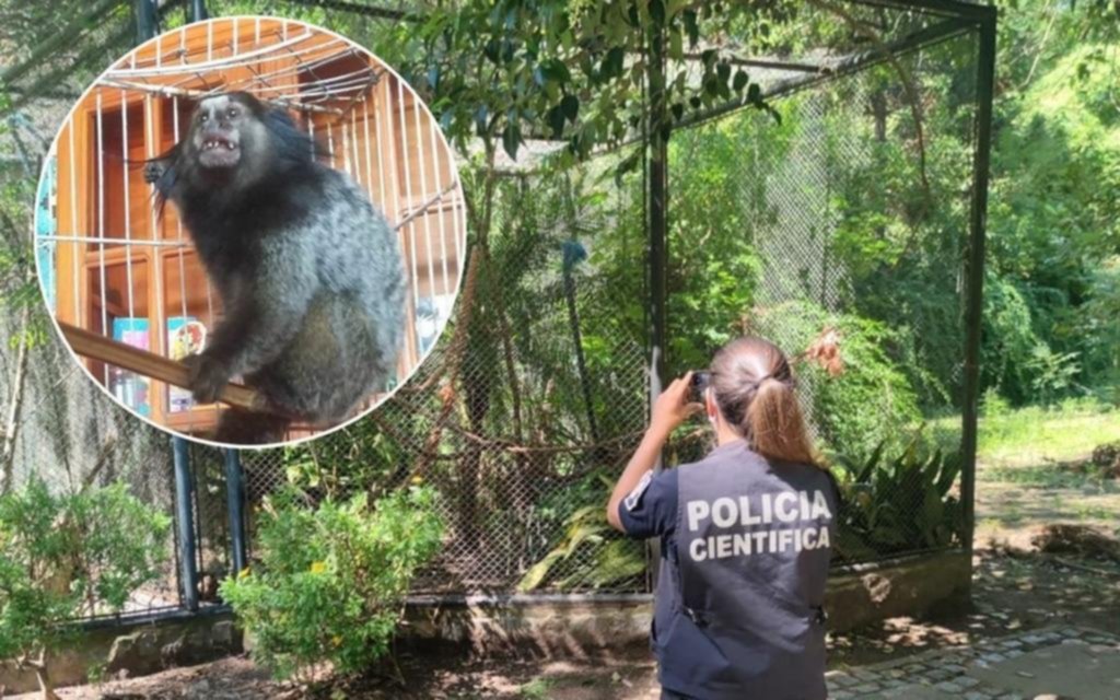 Buscan rescatar al tercer mono robado del ex Zoo