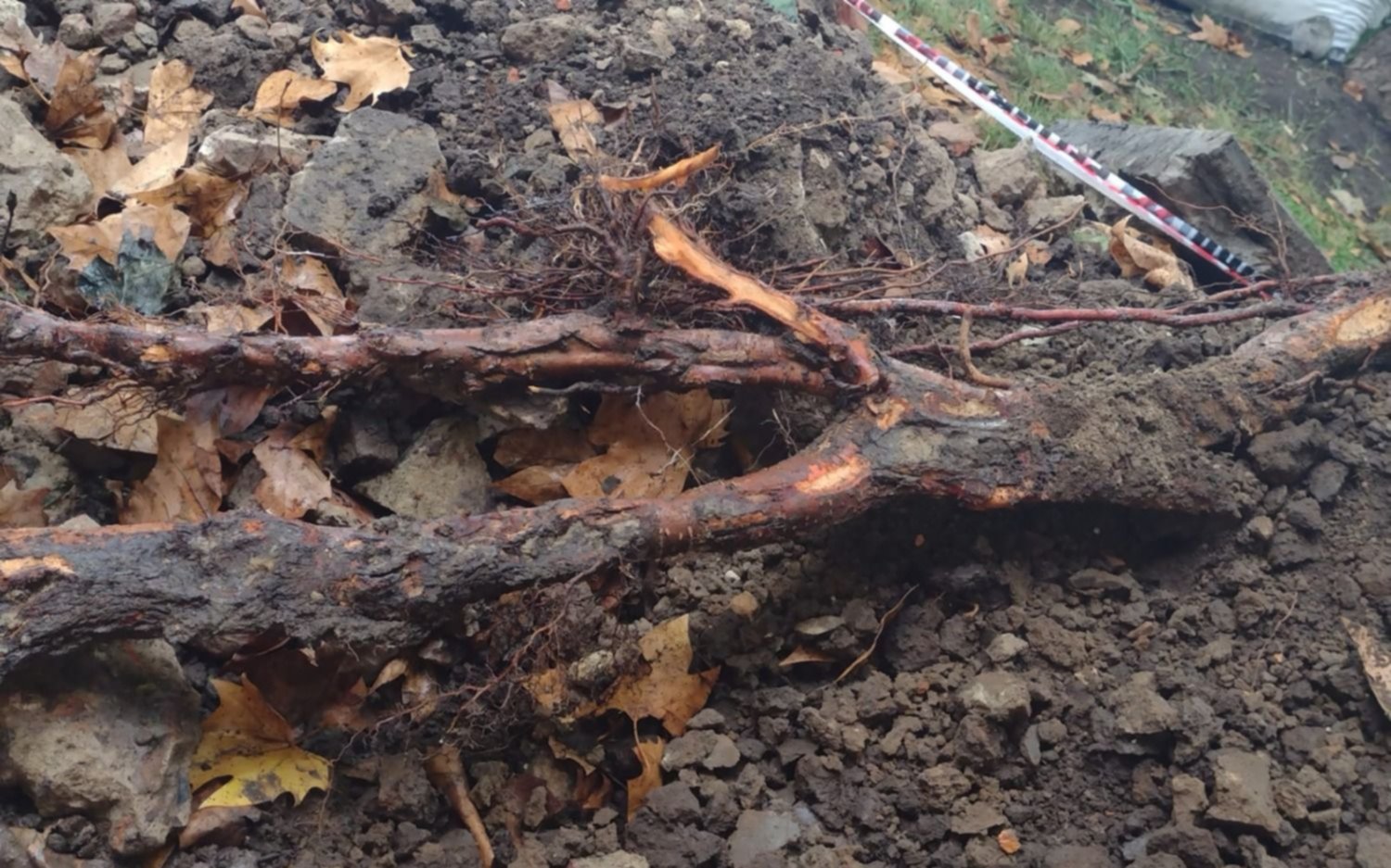 Desesperado pedido de un vecino de 2 y 32 porque las ramas de un árbol "agrietan su casa"
