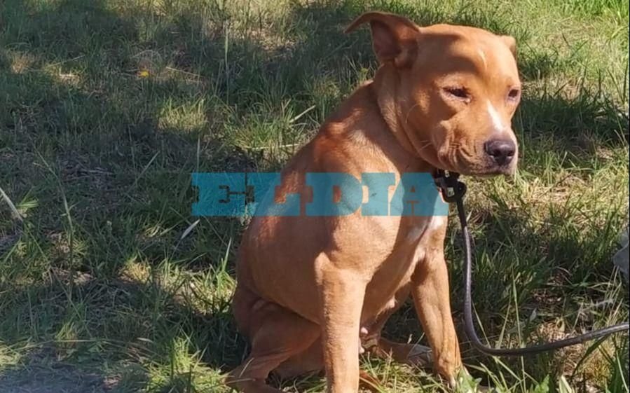 "Crueldad absoluta" en La Plata y pedido de ayuda: abandonaron a una perrita, atada a un árbol