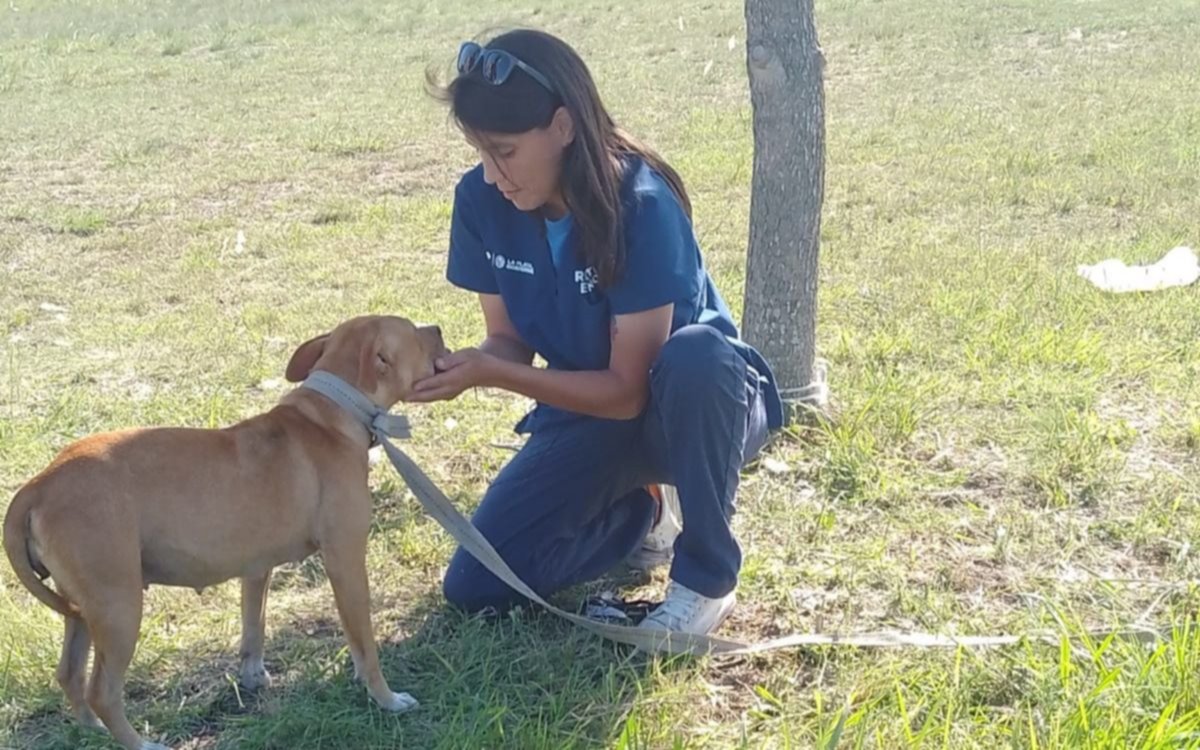 Rescataron al perrito atado en un árbol y abandonado en Gorina