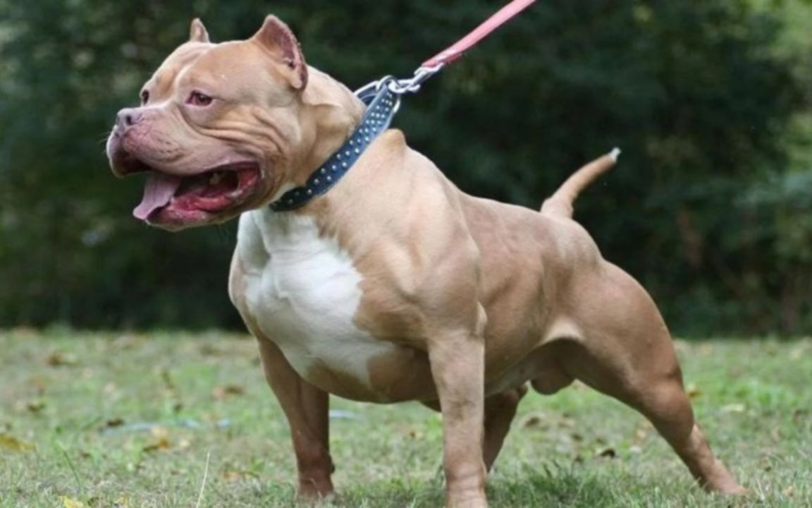 Un nene de dos años fue mordido por el pitbull de una vecina mientras jugaba en la vereda